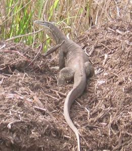 IMG_3327.JPG
